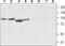 Solute Carrier Family 8 Member A2 antibody, TA328916, Origene, Western Blot image 