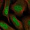 Protein phosphatase 1F antibody, HPA030989, Atlas Antibodies, Immunofluorescence image 