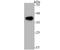 Arginase 1 antibody, A01106-2, Boster Biological Technology, Western Blot image 