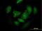 Period Circadian Regulator 3 antibody, H00008863-B01P, Novus Biologicals, Immunofluorescence image 