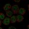 UNC Homeobox antibody, PA5-66568, Invitrogen Antibodies, Immunofluorescence image 