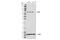 BLNK antibody, 36438S, Cell Signaling Technology, Western Blot image 