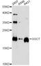 Gamma-Glutamylcyclotransferase antibody, A4957, ABclonal Technology, Western Blot image 