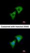 ENaC-Alpha antibody, orb74006, Biorbyt, Immunocytochemistry image 