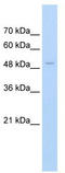 Family With Sequence Similarity 174 Member B antibody, TA329527, Origene, Western Blot image 