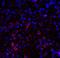 Platelet receptor Gi24 antibody, M32320, Boster Biological Technology, Immunofluorescence image 