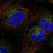 Trafficking From ER To Golgi Regulator antibody, HPA052206, Atlas Antibodies, Immunofluorescence image 