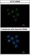 Staufen Double-Stranded RNA Binding Protein 2 antibody, GTX116458, GeneTex, Immunocytochemistry image 