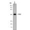 Fc Receptor Like A antibody, AF7905, R&D Systems, Western Blot image 