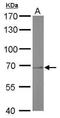 Protein Arginine Methyltransferase 5 antibody, NBP2-43678, Novus Biologicals, Western Blot image 