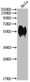 CD46 Molecule antibody, CSB-RA908548A0HU, Cusabio, Western Blot image 