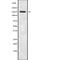 Tensin 2 antibody, abx218934, Abbexa, Western Blot image 