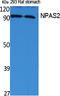 Neuronal PAS Domain Protein 2 antibody, STJ96410, St John