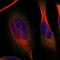 Sterile Alpha Motif Domain Containing 4B antibody, NBP1-94045, Novus Biologicals, Immunofluorescence image 