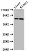 PR domain zinc finger protein 5 antibody, LS-C675093, Lifespan Biosciences, Western Blot image 