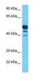 Mitogen-Activated Protein Kinase 11 antibody, orb326105, Biorbyt, Western Blot image 