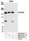 hINO80 antibody, A303-371A, Bethyl Labs, Immunoprecipitation image 