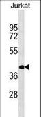 RNA Binding Motif Single Stranded Interacting Protein 2 antibody, LS-C162505, Lifespan Biosciences, Western Blot image 