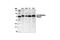Ezrin antibody, 3142P, Cell Signaling Technology, Western Blot image 