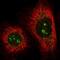 Phosphofructokinase, Liver Type antibody, PA5-56321, Invitrogen Antibodies, Immunofluorescence image 