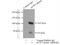 Catenin Delta 1 antibody, 12180-1-AP, Proteintech Group, Immunoprecipitation image 