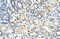 Calcium Voltage-Gated Channel Auxiliary Subunit Beta 1 antibody, 28-314, ProSci, Enzyme Linked Immunosorbent Assay image 