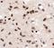 Calcipressin-1 antibody, NBP1-46852, Novus Biologicals, Immunohistochemistry frozen image 