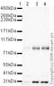 Sortilin 1 antibody, ab16640, Abcam, Western Blot image 
