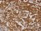 Myoglobin antibody, CSB-PA212278, Cusabio, Immunohistochemistry paraffin image 