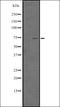 GITR Ligand antibody, orb335293, Biorbyt, Western Blot image 