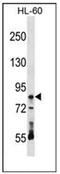 Ribonucleoprotein, PTB Binding 1 antibody, AP53596PU-N, Origene, Western Blot image 