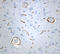 OATP-2 antibody, 836803, BioLegend, Immunofluorescence image 