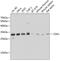 Cyclin Dependent Kinase 1 antibody, 13-084, ProSci, Western Blot image 