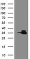 Ubiquitin thioesterase OTUB1 antibody, TA505150S, Origene, Western Blot image 