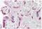 Twist Family BHLH Transcription Factor 1 antibody, AP55360PU-N, Origene, Immunohistochemistry frozen image 