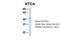 RNA 3'-Terminal Phosphate Cyclase antibody, NBP1-57245, Novus Biologicals, Western Blot image 