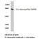 Phosphoinositide-3-Kinase Regulatory Subunit 1 antibody, LS-C177719, Lifespan Biosciences, Western Blot image 