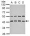 Zinc finger FYVE domain-containing protein 27 antibody, PA5-29034, Invitrogen Antibodies, Western Blot image 