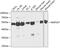 Mitogen-Activated Protein Kinase Kinase 7 antibody, 18-560, ProSci, Western Blot image 