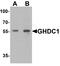 GH3 Domain Containing antibody, A12411, Boster Biological Technology, Western Blot image 