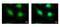 Histone Acetyltransferase 1 antibody, PA5-29174, Invitrogen Antibodies, Immunofluorescence image 