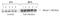 PR/SET Domain 1 antibody, NBP2-27180, Novus Biologicals, Western Blot image 