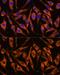 Sorting Nexin 15 antibody, GTX66558, GeneTex, Immunofluorescence image 