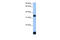 Forkhead Box I3 antibody, 26-575, ProSci, Western Blot image 