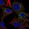 Alpha 2-HS Glycoprotein antibody, NBP1-90302, Novus Biologicals, Immunofluorescence image 