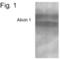 Adhesion Molecule With Ig Like Domain 2 antibody, PA1-4357, Invitrogen Antibodies, Western Blot image 