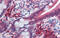 Tripartite Motif Containing 35 antibody, ARP34445_P050, Aviva Systems Biology, Immunohistochemistry paraffin image 