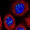 Ribosomal L1 Domain Containing 1 antibody, NBP2-13269, Novus Biologicals, Immunofluorescence image 