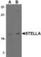 Developmental Pluripotency Associated 3 antibody, TA306627, Origene, Western Blot image 