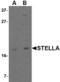 Pgc7 antibody, TA306627, Origene, Western Blot image 